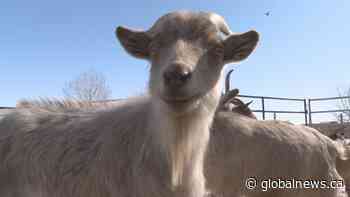 Alberta animal sanctuary speaks out after county denies business licence, volunteers