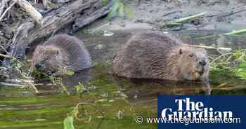 Beavers to return to London as part of urban rewilding