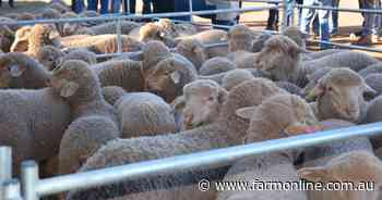 Erratic lamb market feels the price pinch