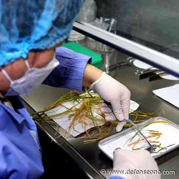 China ‘Colonizes’ Space with Its First Rice Harvest