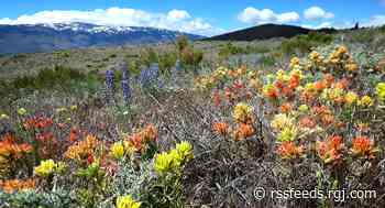 Nevada experts agree: It's gonna be a great year for wildflowers