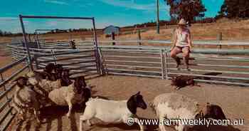 Working dogs in high demand