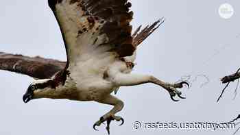 Osprey caught in fishing line freed by humane society, returns to nest with partner
