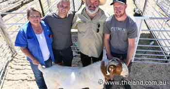 Records tumble for Pacifica