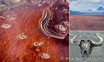 Bizarre lake in Tanzania instantly turns animals that touch it into 'STONE'
