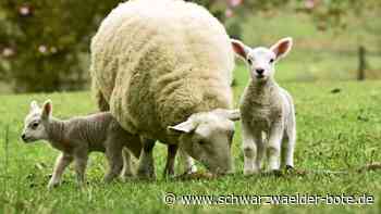 Wirbel um Gechinger Schäferei: Standortsuche findet gutes Ende