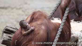 Orang-Utan-Baby im Rostocker Zoo geboren