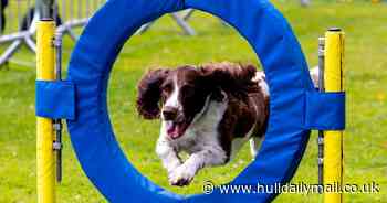 East Yorkshire's first-ever dog festival with scent trails, dog show, and puppuccinos galore