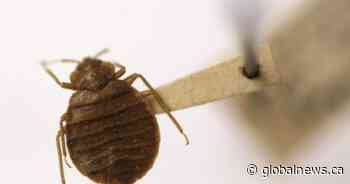 Multiple Ontario cities top list of worst places for bed bugs in Canada