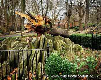 Famous fallen tree linked to Thomas Hardy to be commemorated