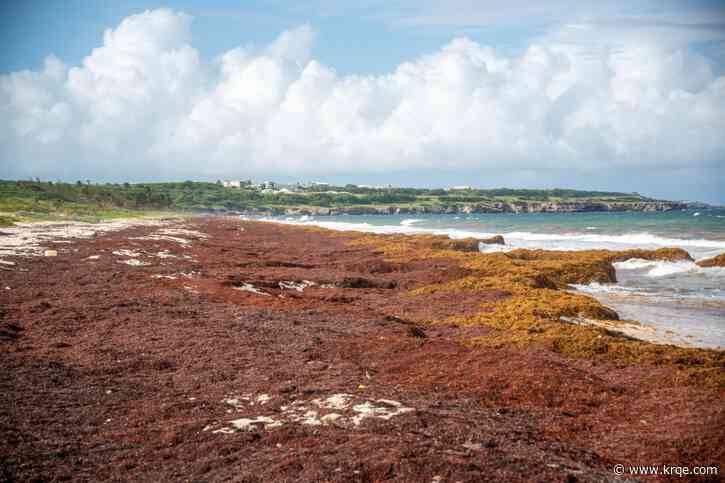 Massive seaweed belt still on track to hit US: When will it arrive?