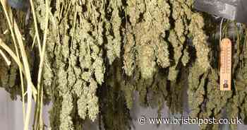 Brislington murder trial: Third man convicted of killing 32-year-old over £95K cannabis crop