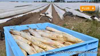 Vorfreude auf den ersten Spargel: Wann und wo gibt es ihn zu kaufen?