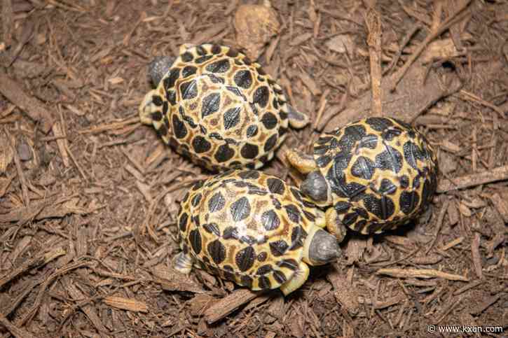 90-year-old critically endangered Houston Zoo turtle becomes first-time dad