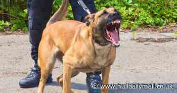 Turbo the hero police dog nabs two men 'who fled with till'