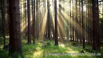 Haiterbacher Wald: Klima-Management geht mit Pflichten einher