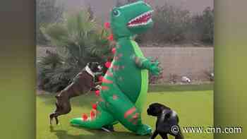 Backyard dog chase doesn't end well for inflatable T. rex