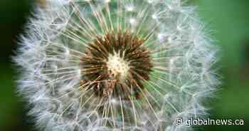 Allergy season will be short but ‘bad’ in Canada this year, experts predict