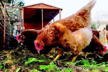 Ask about rooster return policy when getting chicks for your yard: BC SPCA