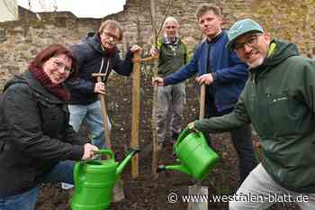 140 Jahre Heimat- und Verkehrsverein Höxter: Bäume werden gepflanzt