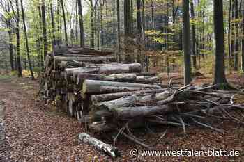 Richtung Zukunft: Multifunktionaler Mischwald für Paderborn