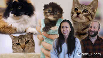 NYC'S 1st cat cafe finds kitties purrfect forever homes