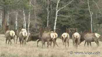 Deadline for New Mexico big game license extended