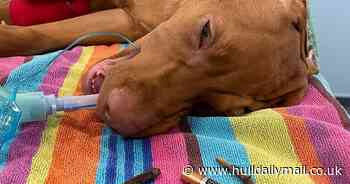 Vets save puppy's life after it swallows battery from TV remote control