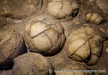 Did All Dinosaurs Lay Eggs?