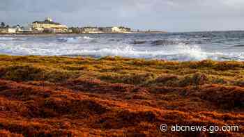 A 5,000-mile seaweed belt is headed toward Florida