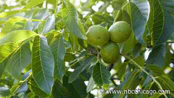 Illinois Lawmakers Pass Bill to Designate Official State Nut