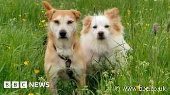Inseparable rescued dogs had never been outside, RSPCA says