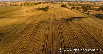 Broadscale Warranoy sold at auction