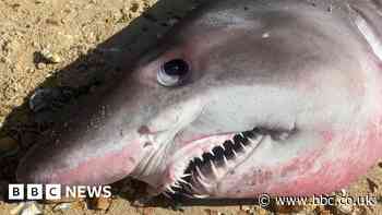 Beheaded shark is puzzle with missing pieces, wildlife charity says