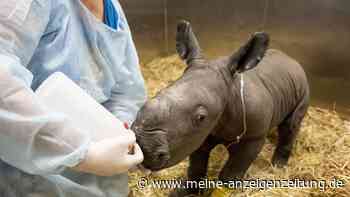 Nashorn-Nachwuchs in australischem Zoo