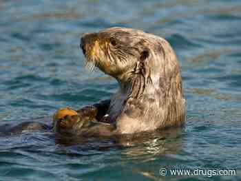 New Parasite Is Killing Sea Otters, and Might Pose Threat to People