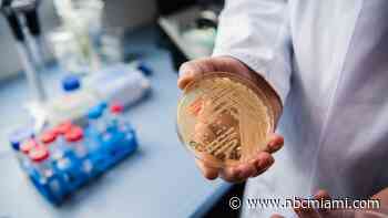 Candida Auris in Florida: What to Know About Fungal Infections Spreading at ‘Alarming Rate'