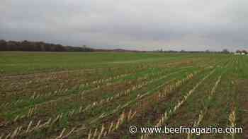 Boost cattle feed inventory with ryelage, triticale