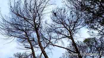 Gualtieri non basta, i pini di Roma ancora a rischio: per l'emergenza cocciniglia serve un commissario