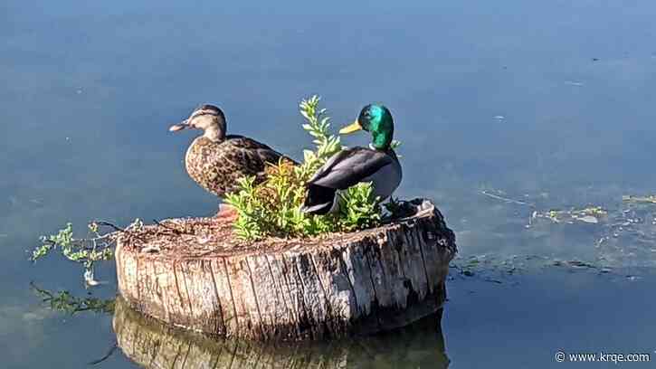 Where are good spots for birding in Albuquerque?