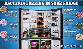 More than 1.8 MILLION bacteria are lurking on your refrigerator