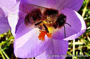 WB-Leserfoto-Aktion „Frühlingserwachen“: Zauberhafter Kreis Höxter