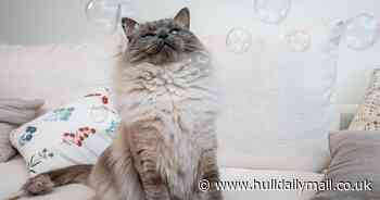 One in ten renters are keeping a pet hidden from their landlord - and risk facing eviction