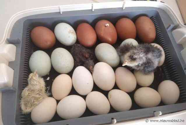 Babyboom bij GO! basisschool Dr. Jozef Weyns: “Twaalf kuikentjes geboren in zesde leerjaar”