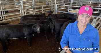 Store sales reflect bright spot in cattle markets | The First Draft