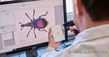 Science Museums Take Stock of 1.1 Billion Objects From Around the World