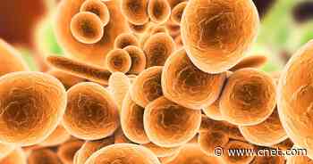 C. auris Fungus Is an 'Increasing Threat,' CDC Says     - CNET