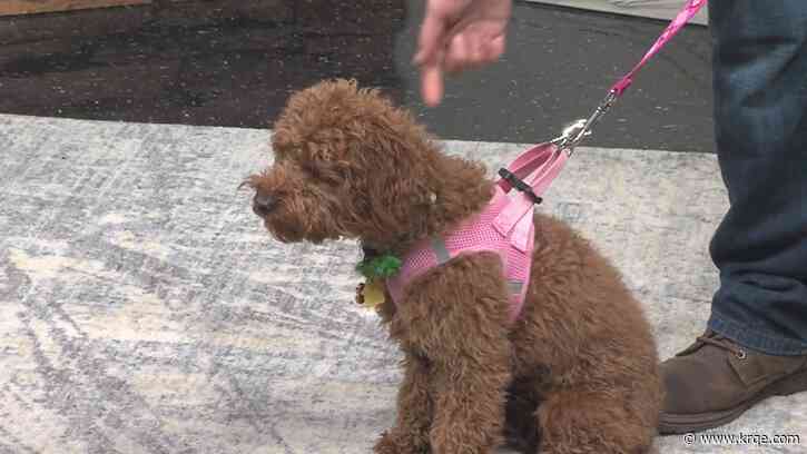 Camp Bow Wow shares tips when bringing a puppy home