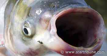Record number of invasive silver carp caught in upper reaches of Mississippi River
