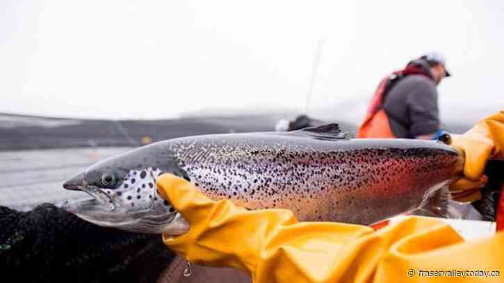 B.C. salmon farm closure decision was necessary, says DFO amid court challenges